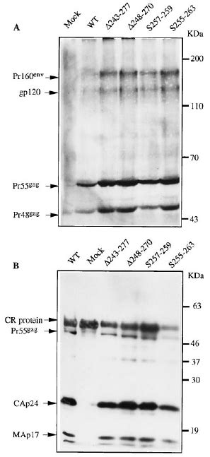 Analysis Of Viral Proteins A Analysis Of Viral Proteins Synthesized