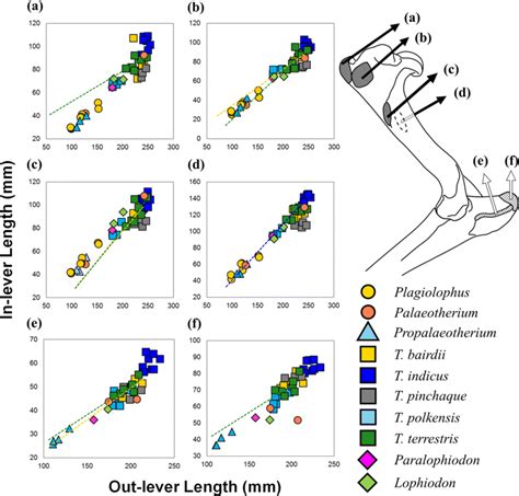 Lever-arm comparison of upper forelimb bones of Tapirus species with... | Download Scientific ...