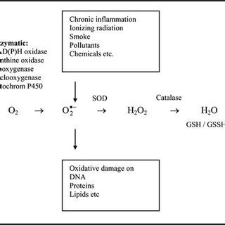 Generation Of Reactive Oxygen Species Superoxide Anion Radical Is