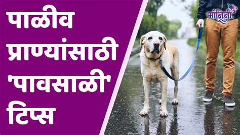 Take Care Of Pets In Rainy Season पावसाळ्यात पाळीव प्राण्यांची अशी