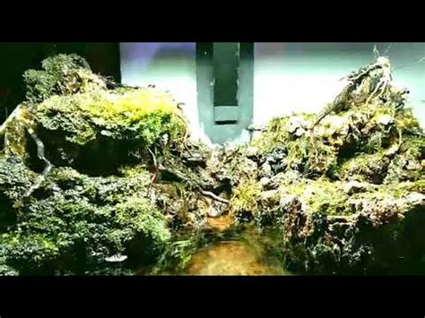 Paludarium Tema Gunung Makassar Aquascape Youtube