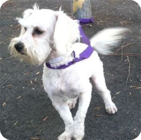 Tammy | Adopted Dog | Redondo Beach, CA | Schnauzer (Miniature)/Maltese Mix