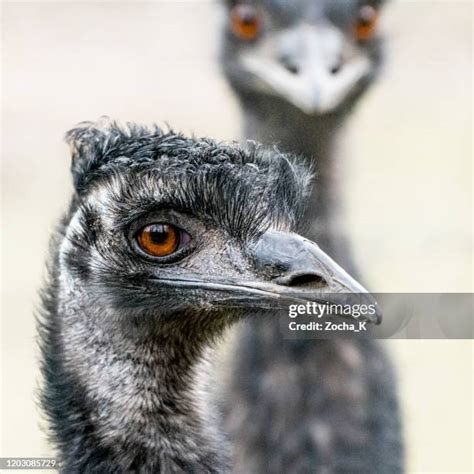 166 Funny Emu Stock Photos High Res Pictures And Images Getty Images