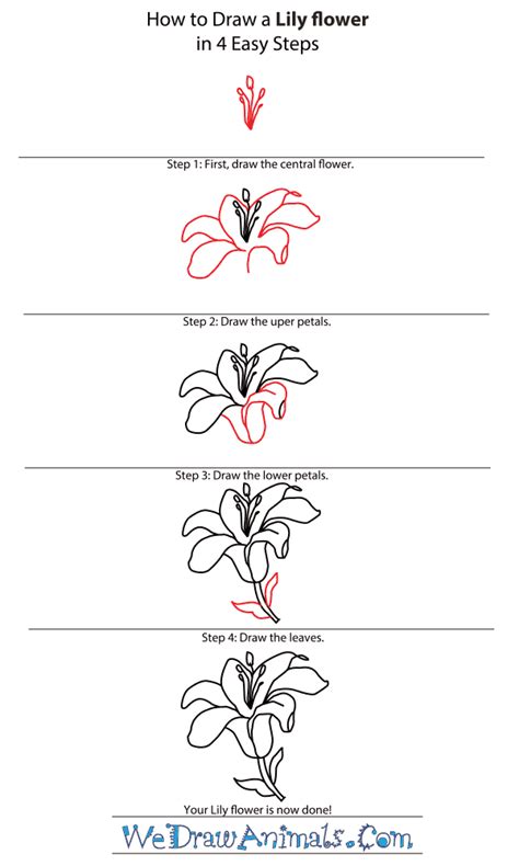 how to draw lily flower