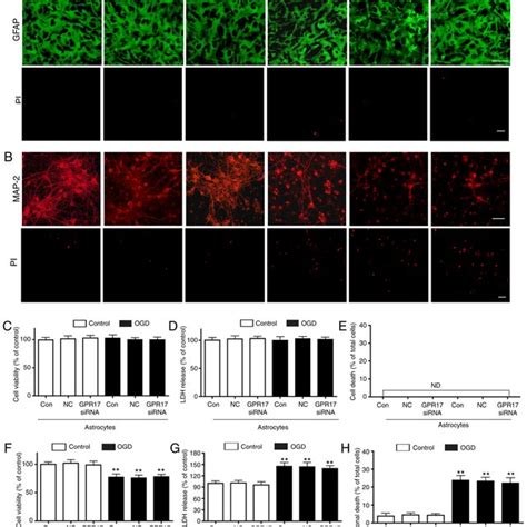 GPR17 Mediates OGD R Induced Microglial Activation Phagocytosis And