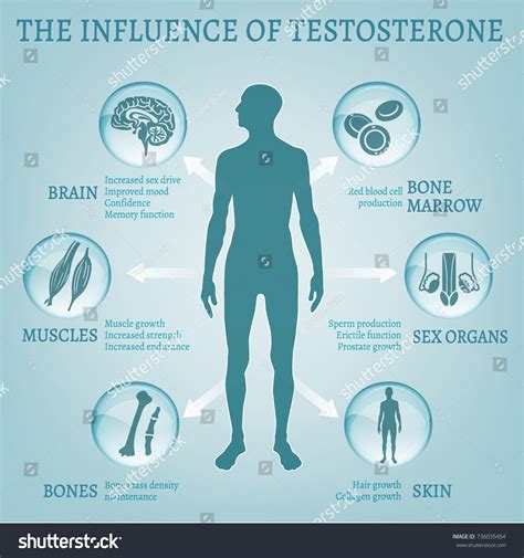 2,071 Male hormones Stock Vectors, Images & Vector Art | Shutterstock