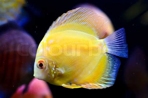 Discus Fish Yellow Symphysodon Discus In Aquarium Stock Image