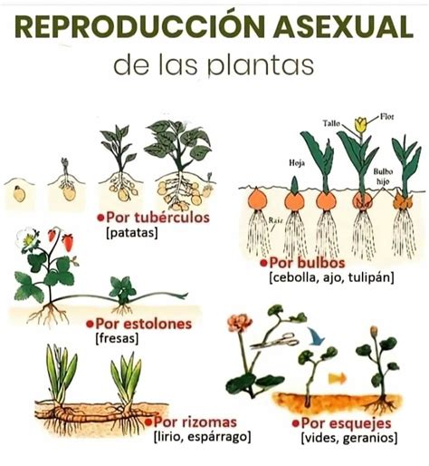 Pin de Vanessa Machiavelo en plantas Clasificación de las plantas