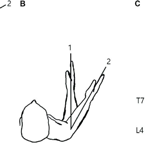 Reference and method of measurement for (a) forward flexion, (b ...