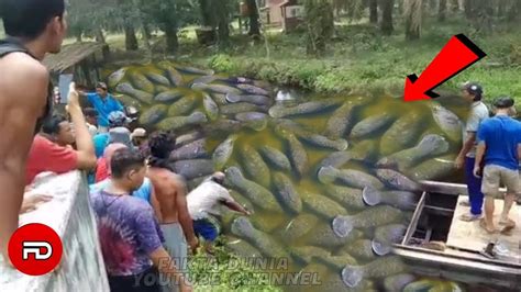 Fenomena Aneh Detik Detik Ratusan Ikan Sebesar Manusia Muncul Penuhi