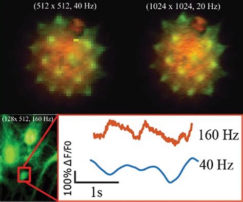 Flexible Polygon‐mirror Based Laser Scanning Microscope Platform For Multiphoton In‐vivo Imaging