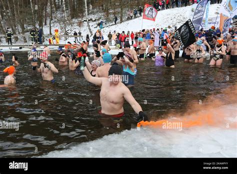 Plus De Morses Pol Morsy Participent La Baignade D Hiver Dans