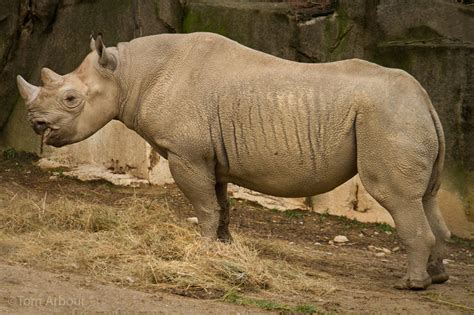 Tom Arbour Photography: Black Rhino