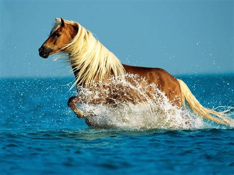 The Palomino Horse Breeds: History, Origin & Cost (2020)