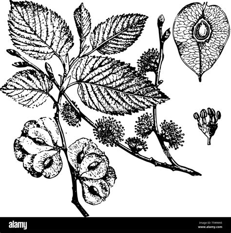 A Diagram Showing Leaves And Fruits Of Elm Tree Vintage Line Drawing Or Engraving Illustration