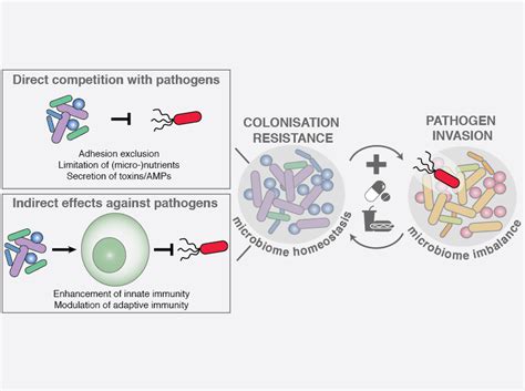 Research Microbiome Host Interactions