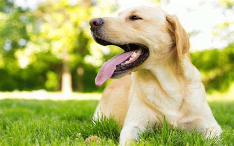 Avoiding Overgrown Nails: How Long Should Labrador Nails Be - YourLabradorPal.com