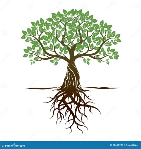 Color Tree And Roots Vector Illustration Stock Illustration