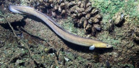 Eel Facts, Types, Reproduction, Life Cycle, Classification, Pictures