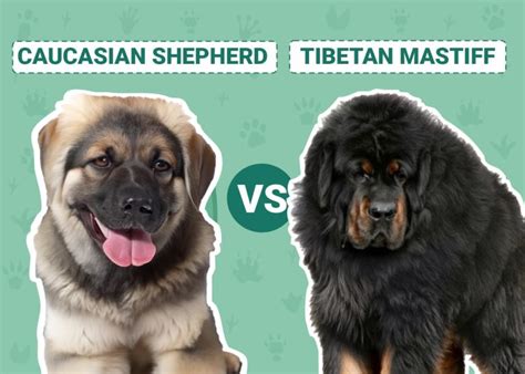 Caucasian Shepherd Vs Tibetan Mastiff The Differences With Pictures
