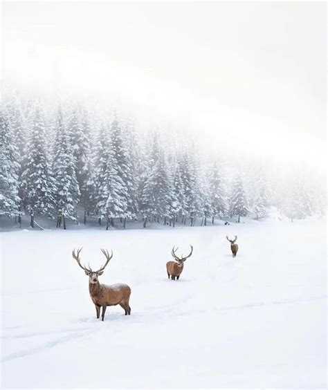 Deer Snowy Field Trees Images - Free Download on Freepik