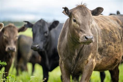 Premium Photo Regenerative Stud Angus Wagyu Murray Grey Dairy And