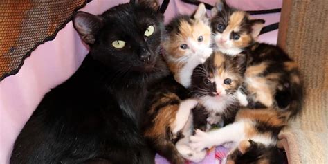 Mama Cat And Her 4 Calico Babies Rescued A Day Before Death Row Cant