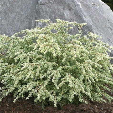 53 Best Low Maintenance Evergreen Shrubs Artofit