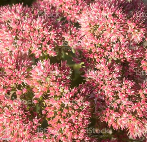 Pink Stonecrop Or Sedum Spectabile Background Stock Photo Download