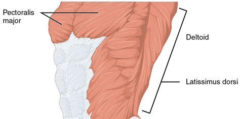 Bad Chest Genetics? 9 Ways to Fix Them - Hevy App