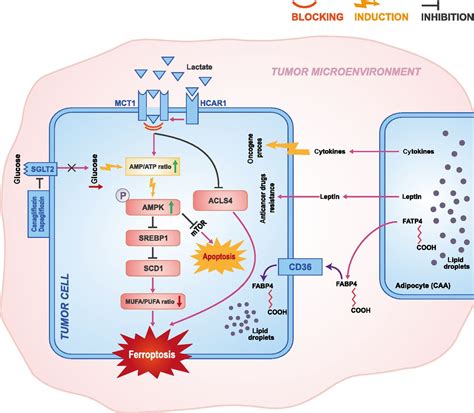 Ferroptosis Acyl Starvation And Breast Cancer Molecular Pharmacology