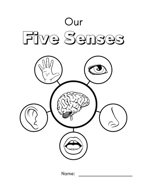 The 5 Senses Workbook Activities Pptx Artofit