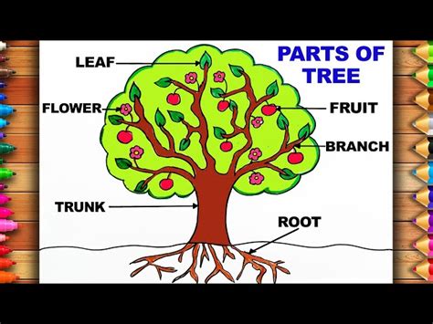 How To Draw A Tree And Label Its Parts