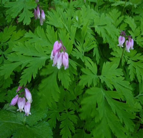 Dicentra formosa (Bleeding Heart) - Native Here Nursery