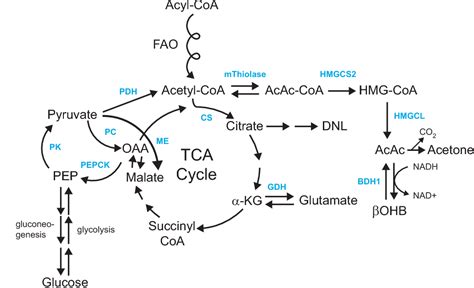 Figure From Ketone Body Metabolism And Cardiovascular Disease