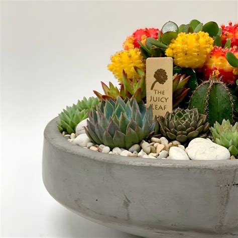 Cactus And Succulent Arrangements Decoomo