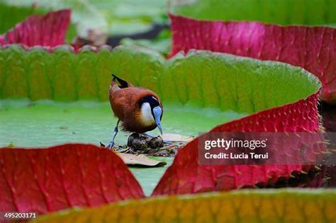 1054 Jacana Bird Stock Photos High Res Pictures And Images Getty