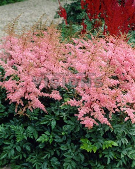 Астильба Арендса ‘Фламинго’