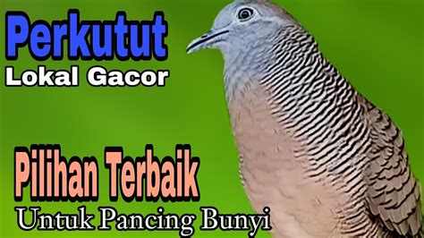 Pancingan Perkutut Lokal Suara Manjur Pilihan Terbaik Untuk Pancing