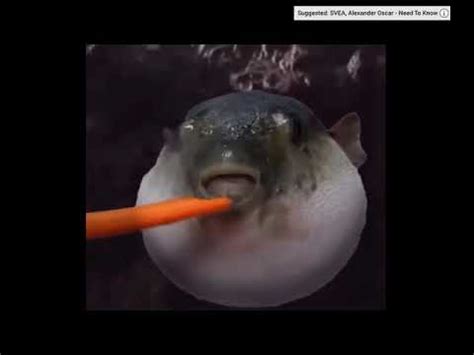 Pufferfish Eating Carrot Meme Comp YouTube