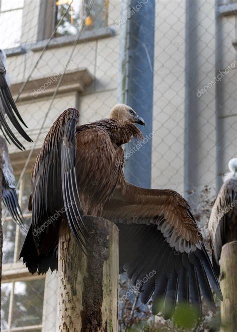 Majestic Griffon Buitre Una Gran Presencia En Los Cielos Simbolizando