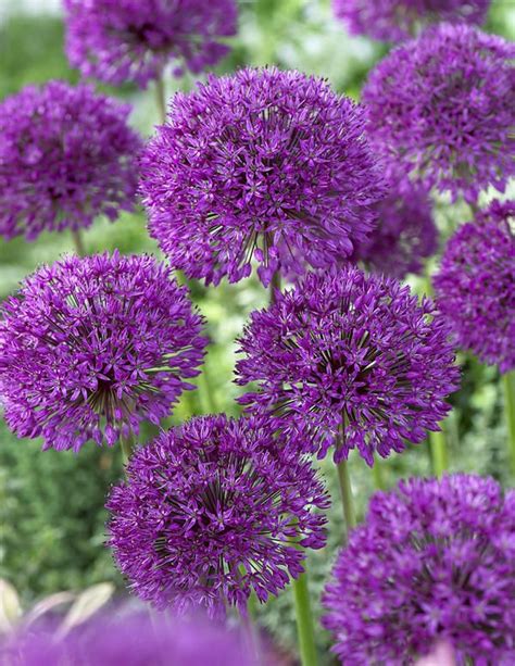 Ukkolaukka Viherpeukalot Planter Blomsterbed Blomster