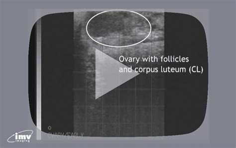 Bovine Ultrasound Video 9 Of 9 Clip From A Non Pregnant Cow Imv