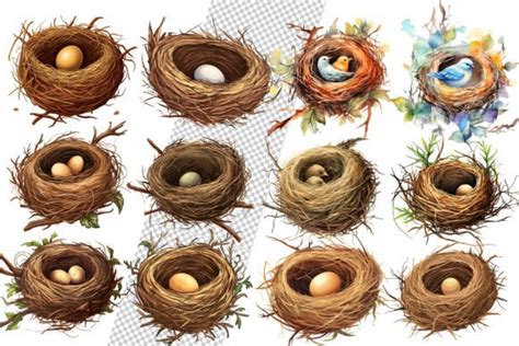 Watercolor Bird Nests Clipart Graphic By Craftsmaker Creative Fabrica