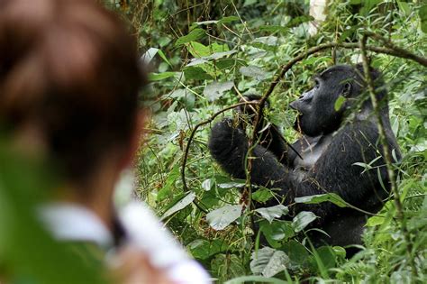 How To See Primates In Africa Uganda Safaris