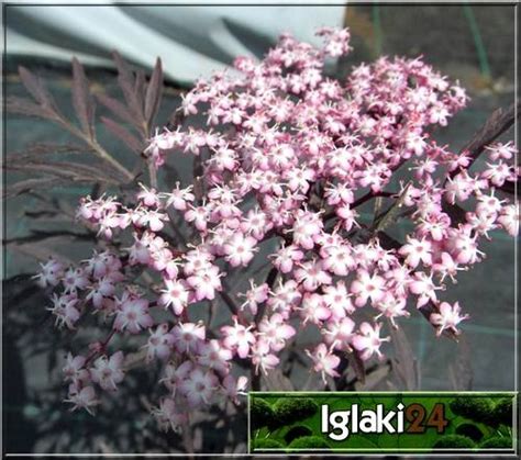 Sambucus Nigra Black Lace Bez Czarny Black Lace Sambucus Nigra Eva