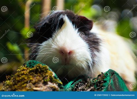 Portrait Of A Cute Domestic Guinea Pig Close Uplatin Name Cavia