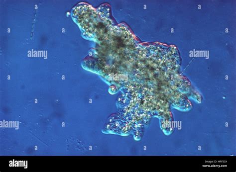 Amoeba proteus Stock Photo - Alamy