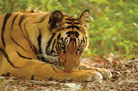 Tiger Safari In India And The Taj Mahal Hayes Jarvis