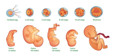 Embryo Development - Development Process of Fetus - GeeksforGeeks